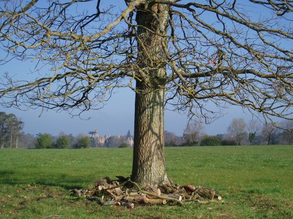 Westonbirt - Tree Parts