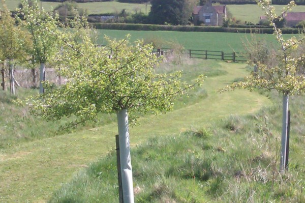England Woodland Grant Scheme - Tree Parts