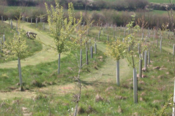 England Woodland Grant Scheme - Tree Parts
