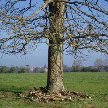 Westonbirt - Tree Parts