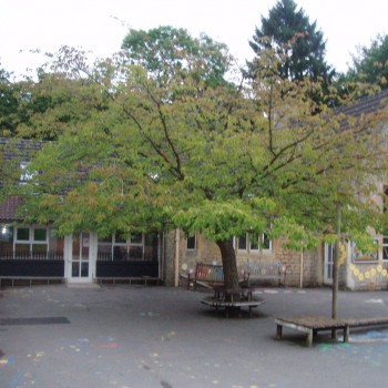 Nailsea Primary School - Tree Parts